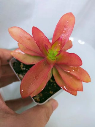 Crassula Campfire Suculenta Enraizada