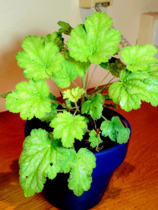 Planta.Heuchera "Lime Rickey".