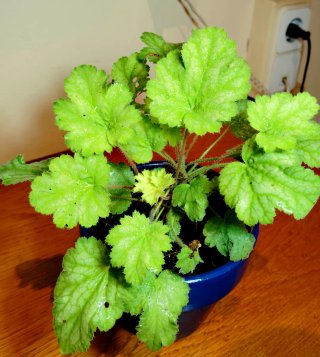Planta.Heuchera "Lime Rickey".