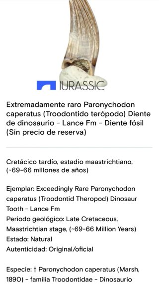 Diente Fósil Dinosaurio Certificado