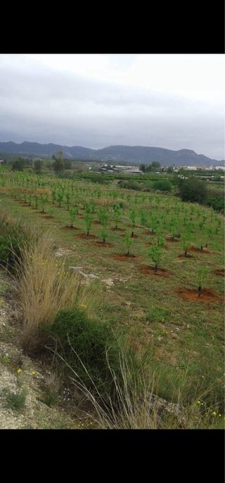 Trabajo  de Ahoyadora