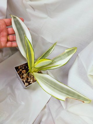 Sansevieria Ghost Única Planta Enraizada Rara