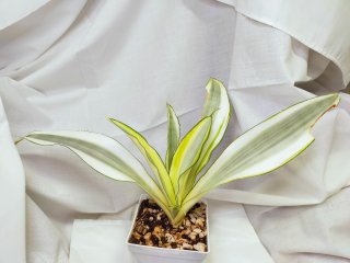 Sansevieria Ghost Única Planta Enraizada Rara