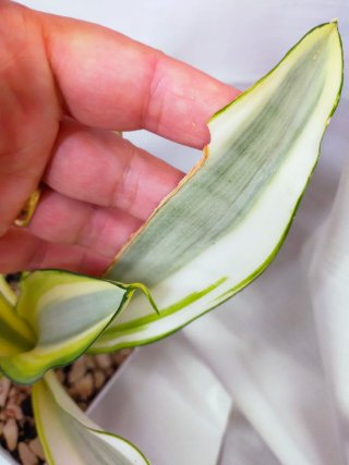 Sansevieria Ghost Única Planta Enraizada Rara