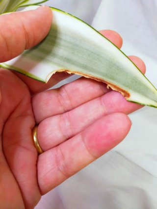 Sansevieria Ghost Única Planta Enraizada Rara
