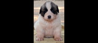 Busco cachorro
