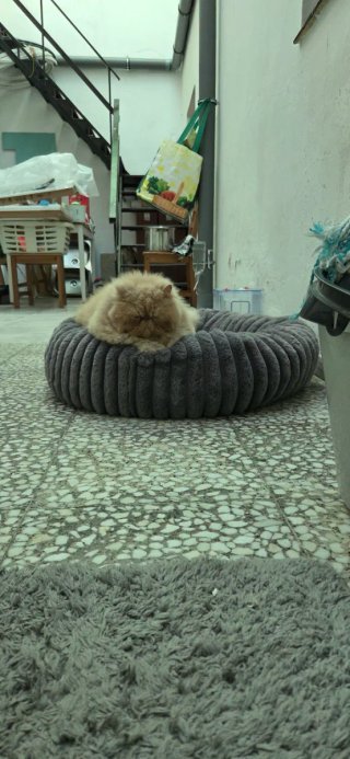 Cama para gato redonda suave