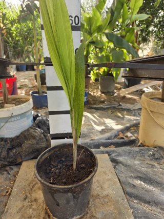Planta de Cocoplumoso