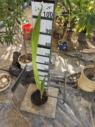 Planta de Cocoplumoso