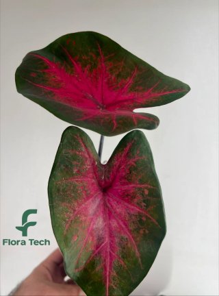 Caladium Rojo Planta