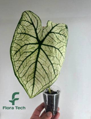 Caladium Snow Flurry Planta