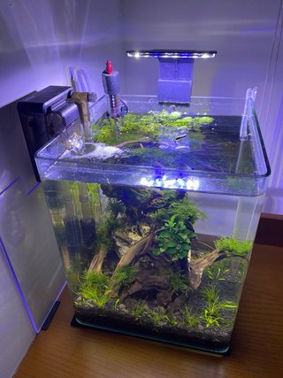 Acuario plantado de 20L completo