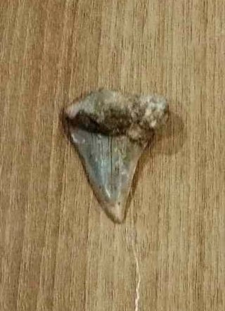 CONJUNTO DE 3 FÓSILES MARINOS