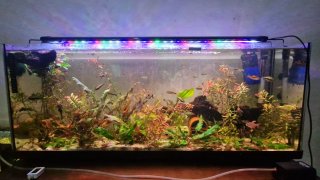 Acuario/Terrario 100L