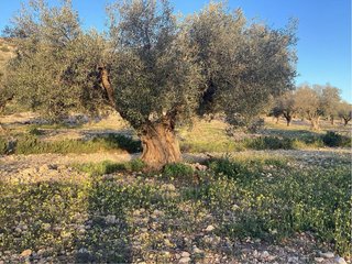 Olivo árbol de olivo