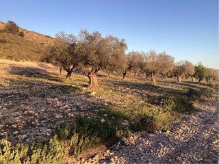 Olivo árbol de olivo