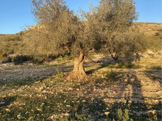 Olivo árbol de olivo