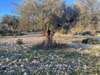 Olivo árbol de olivo