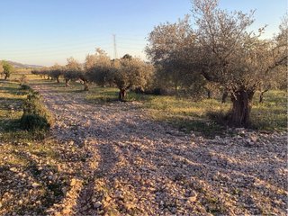 Olivo árbol de olivo