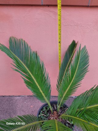 Cycas revoluta