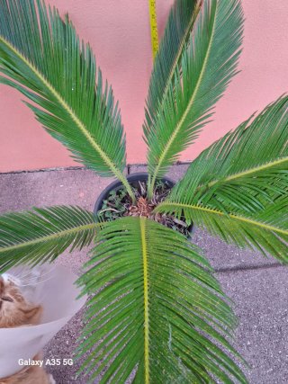 Cycas revoluta