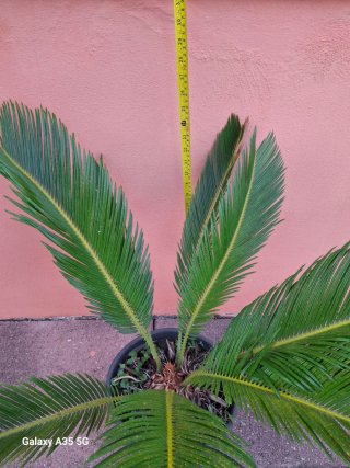 Cycas revoluta