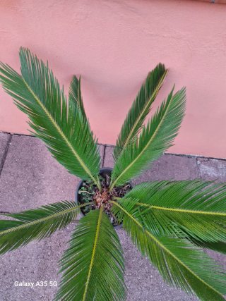 Cycas revoluta