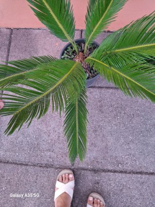 Cycas revoluta