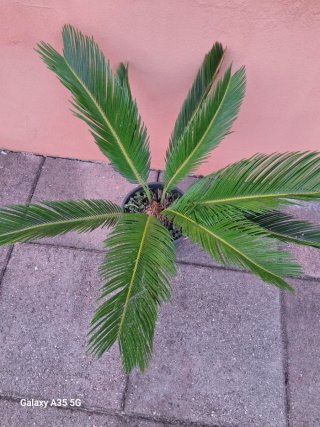 Cycas revoluta