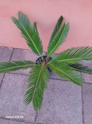 Cycas revoluta