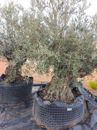 Olivos centenarios grandes