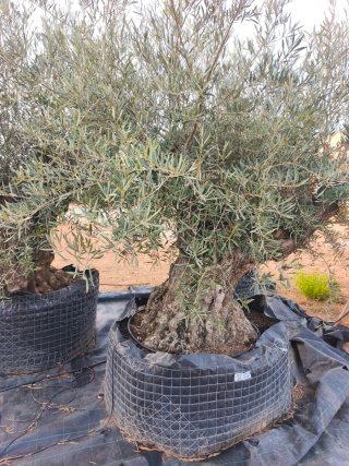 Olivos centenarios grandes