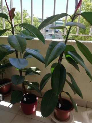 Ficus en crecimiento