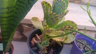 3 Piante Grasse