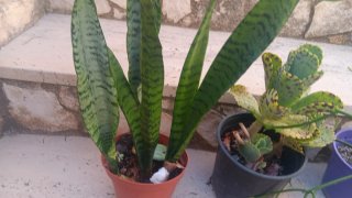 3 Piante Grasse