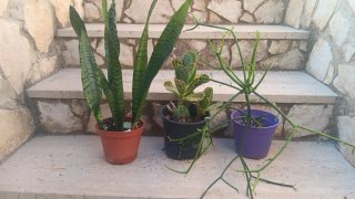 3 Piante Grasse
