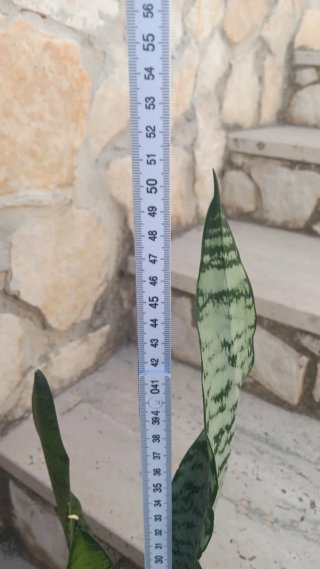 3 Piante Grasse