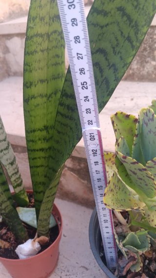 3 Piante Grasse