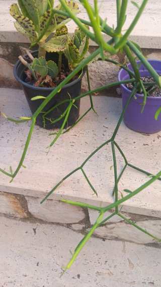 3 Piante Grasse