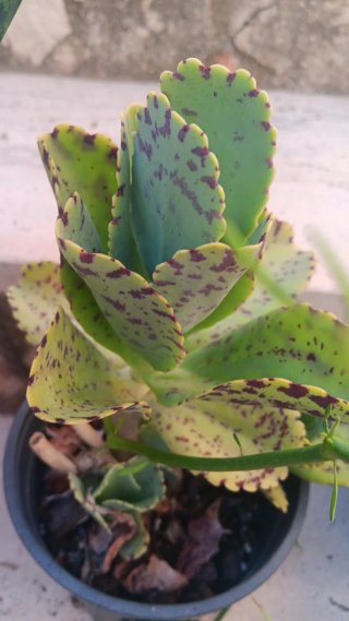 3 Piante Grasse