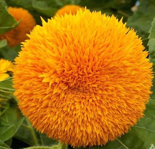 Girasole Teddy Bear Nana