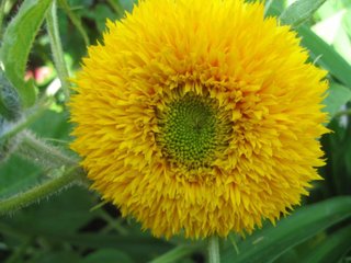 Girasole Orsetto Fiore Decorativo