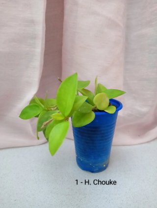 Hoya Chouke