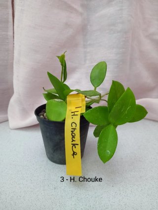 Hoya Chouke