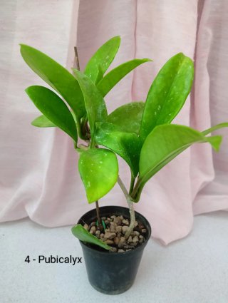 Hoya Pubicalyx