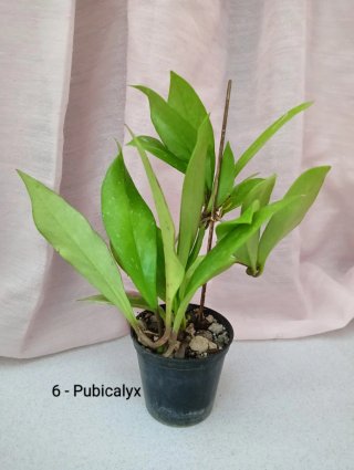 Hoya Pubicalyx Pianta