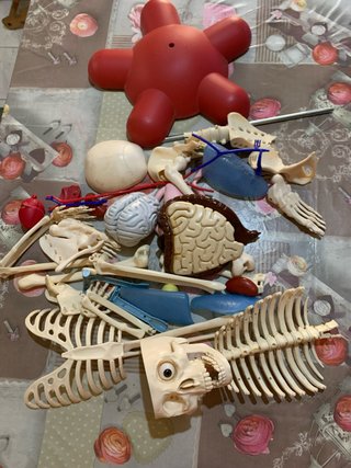 Scheletro Willy - Modello Anatomico