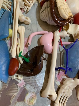 Scheletro Willy - Modello Anatomico