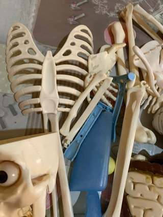 Scheletro Willy - Modello Anatomico