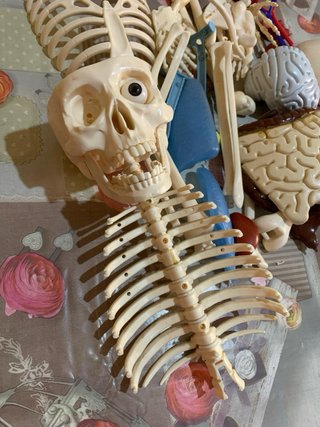Scheletro Willy - Modello Anatomico
